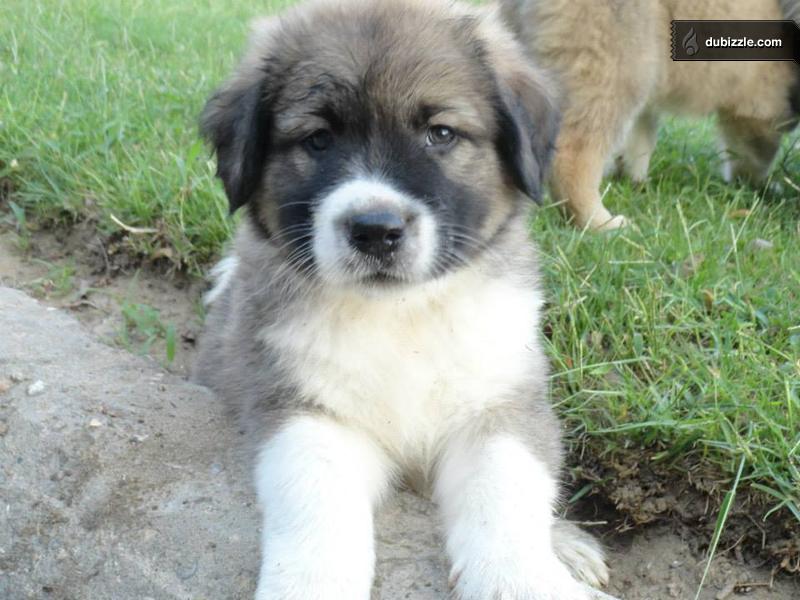 Mountain Caucasian Puppies For Sale  حيوانات أليفة 